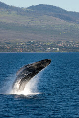Fototapeta premium humpback whale breaching
