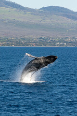 humpback whale jumping © Kyle
