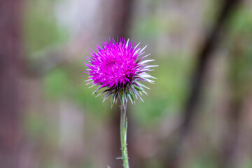 Photograph of a pink flowering weed in a forest in the Blue Mountains