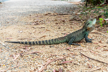 Photograph of a small green monitor lizard outside in the sunshine in regional Australia