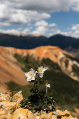 columbine flower in the mountains colorado