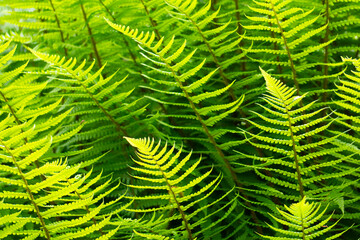 fern leaves
