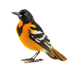 Obraz premium a spring-themed photographic illustration of an isolated orange and black Baltimore oriole bird at rest set on a transparent background in PNG. Generative AI