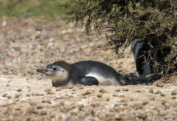 Single magellanic penguin chick in Punta Tombo penguin sanctuary in Chubut province © steheap
