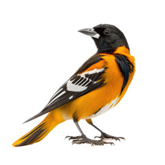 Fototapeta premium a spring-themed photographic illustration of an isolated orange and black Baltimore oriole bird at rest set on a transparent background in PNG. Generative AI