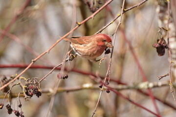 Purple Finch male in a tree