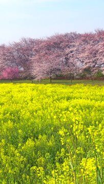 Canola flower and cherry blossom. Gongendo Park in Satte,Saitama,Japan
