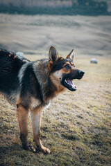 Cute german shepherd in the wild nature landscape in Kyrgyzstan