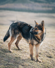 Cute german shepherd in the wild nature landscape in Kyrgyzstan