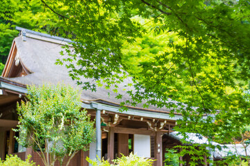 京都 初夏の大原寂光院を彩る美しいもみじの緑