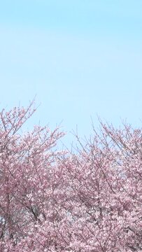 Blossoming cherry against background of blue sky.