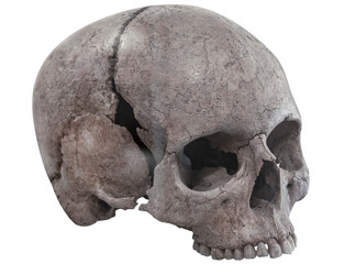 Human skull isolated on transparent background - obrazy, fototapety, plakaty