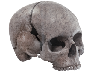 Human skull isolated on transparent background