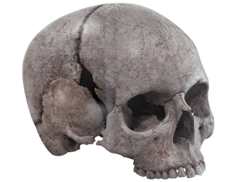 Human skull isolated on transparent background