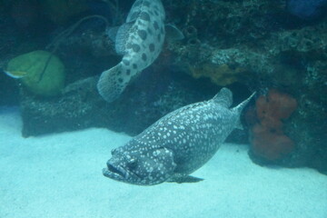 Fish in an Aquarium