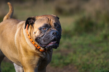 Obraz premium 2021-10-19 A LARGE BULLMASTIFF WALKING THROUGH A OFF LEASH PARK WITH BRIGHT EYES AND A BLURRY BACKGROUND