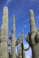 cactus in the desert