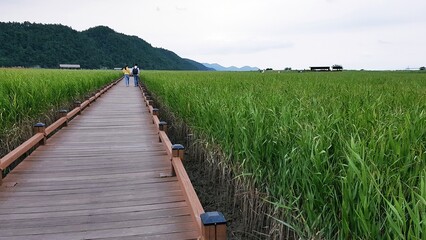 Fototapeta premium 산책로 - 산책하는 남여