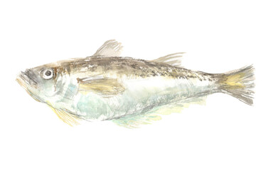 水彩で描いたハタハタのイラスト