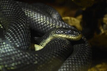 Snake
