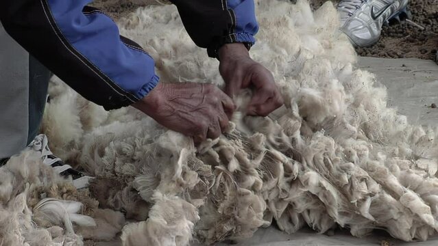 Raw Sheep Wool from Sheep Shearing, Sheep Shearing on a Farm in Catamarca Province, Argentina. Low Angle View.