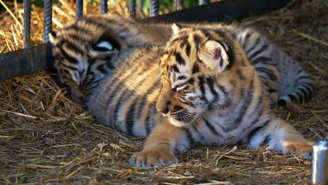 Little tiger cub lies on straw with his brother. Cute feline animal in zoo or animal nursery. Tigress baby resting. Beautiful wild cat puppy relaxing