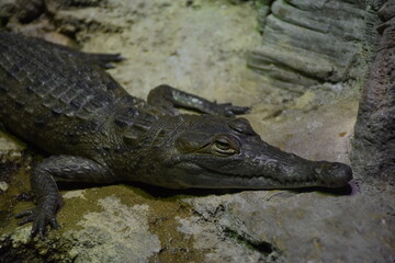Alligator