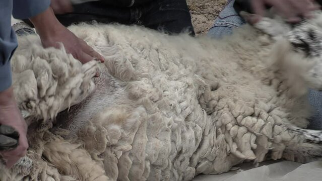 Hands of Man Shearing Wool from Sheep with Scissors, Sheep Shearing on a Farm in Catamarca Province, Argentina. Close Up.