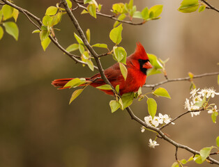 Early Spring Male Cardinal