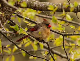 female cardinal in spring