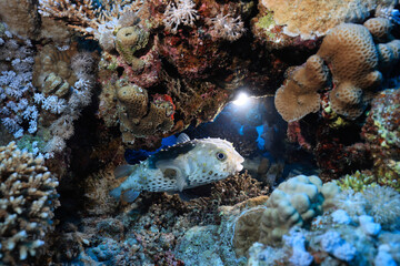 Fototapeta na wymiar puffer fish underwater photo animals wildlife red sea egypt