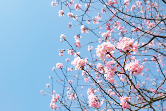晴天の青空に咲く桜　入学・卒業・入社・入園・新生活・春のイメージ背景　余白