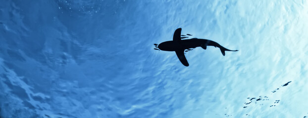 shark view from the depth silhouette, shadow, underwater photo, fear predator phobia