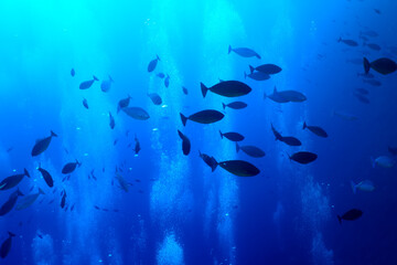 Fototapeta na wymiar flock of fish diving bubbles blue background abstract nature