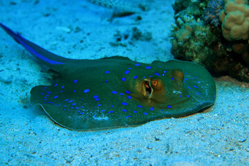 blue-spotted stingray underwater coral tropical fish