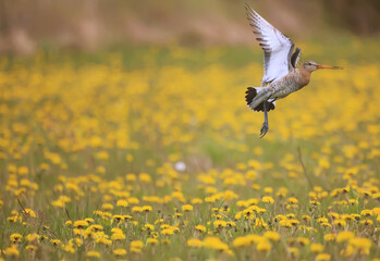 wildlife bird sandpiper on a field of flowers, background wallpaper