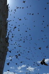 birds in flight
