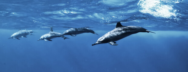 dolphins underwater photo, sea water wildlife © kichigin19