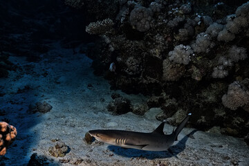 reef shark underwater photo wildlife