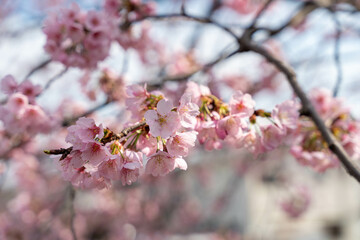 桜の花