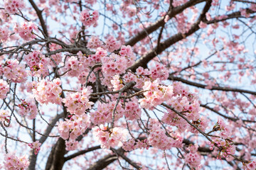 桜の花