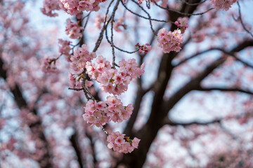 桜の花