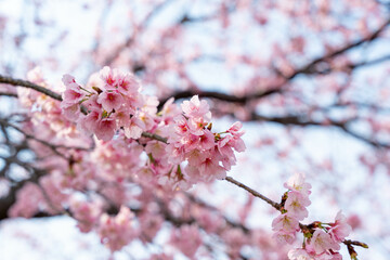 桜の花