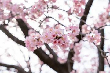 桜の花