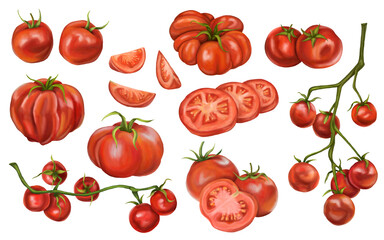 A set of red tomatoes. On a twig, slices, pairs, singly. Digital illustration on a white background. Applicable for packaging design, postcards, prints, textiles.