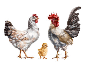 A set of three farm animals: a white chicken, a gray rooster and a yellow chicken. For postcards, packaging design, textiles, booklets.