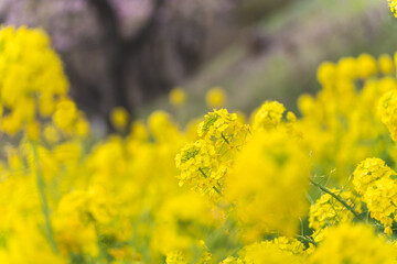 菜の花