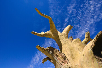 Silicified wood from the Jungar Basin in Xinjiang, also known as wood fossils