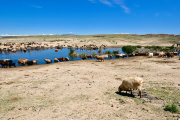 A herd of sheep and horses are drinking water around a clear pond in Jungar Basin, Xinjiang