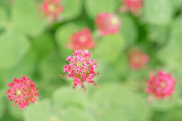 Obraz premium Red and pink crimson clover flowers seen from above.